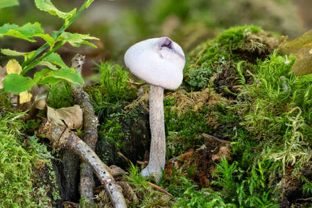 Close up of a single bright purple mushroom among moss and green plantsの写真素材