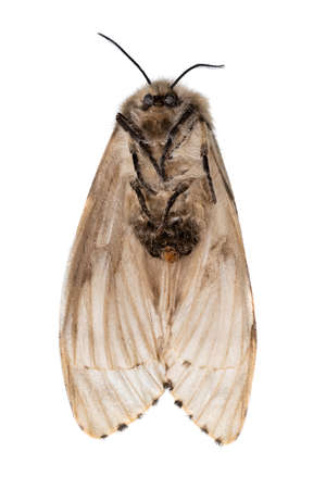 Dead moth, gypsy moth, Lymantria dispar isolated on whiteの写真素材