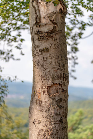 Tree trunk of a beech tree with scratched graffiti against a light hilly backgroundの写真素材