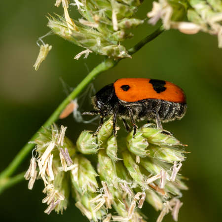 Side view of a small red bacon beetle on flower against a blurred green backgroundの写真素材
