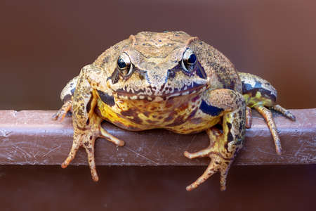 Portrait of a common frog on a bucket edgeの写真素材