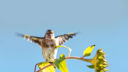 Goldfinch sits on a faded sunflower in front of blue backgroundの写真素材