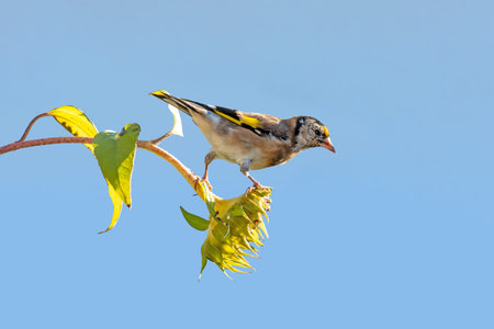 Goldfinch sits on a faded sunflower in front of blue background