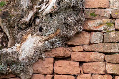 Old tree root grows over a wall of stacked red sandstonesの写真素材