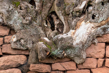 Old tree root grows over a wall of stacked red sandstonesの写真素材