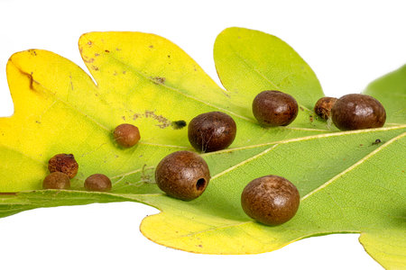 Detail of an oak leaf with clutch of gall wasps Cynipidaeの写真素材