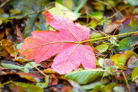 a red maple leaf lies between autumn leavesの写真素材