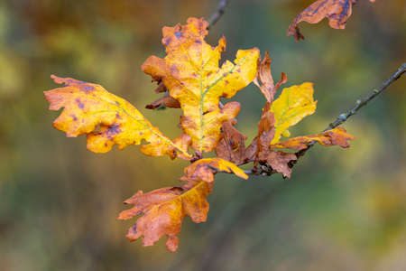 several yellow oak leaves hang from a branchの写真素材