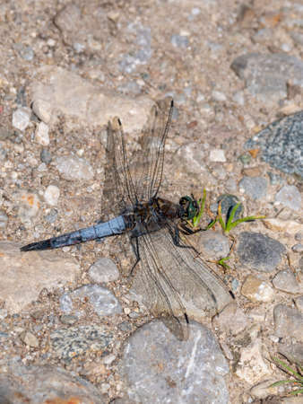 Close-up of a blue flat-bellied dragonfly, Libellula depressaの写真素材