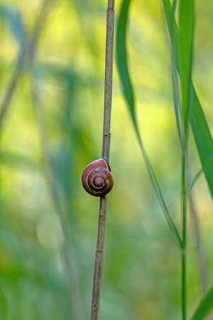 A single brown snail shell sticks to a green reed stemの写真素材
