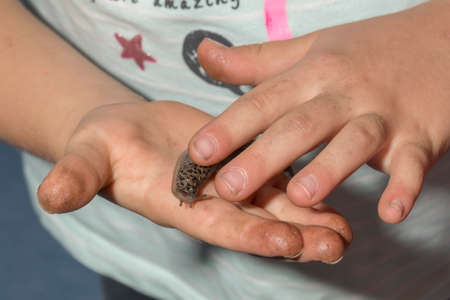 Child holds a tiger's snail nudibranch in a dirty handの写真素材