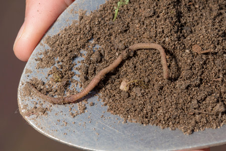 An earthworm crawls on a scoop of soilの写真素材