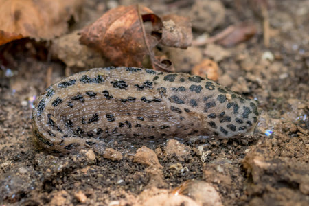 Gray Black-spotted nudibranch, Limax maximus, crawling across a dark groundの写真素材