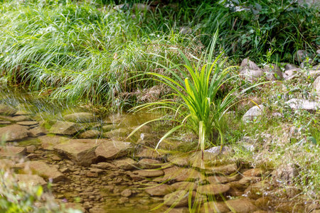 Dark bog forest with reflections in the dark water, ferns and grass