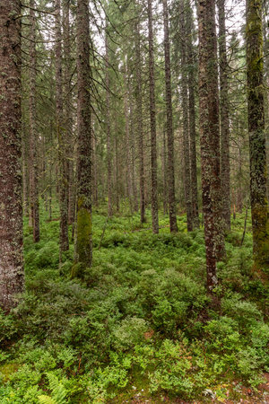 Lichen covered needle tree trunks on green forest floor with moss and fernsの写真素材