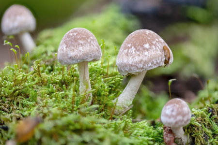 toadstools of different sizes grow in dense green moss on an old tree trunkの写真素材