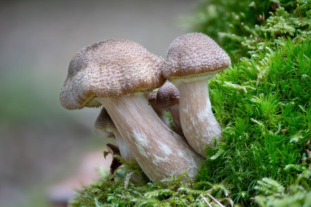 A group of younger honey fungus mushrooms in green moss with blurred background