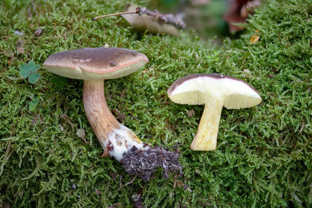Autumn Red-footed Bolete, Xerocomellus pruinatus, whole and sectioned on green mossの写真素材
