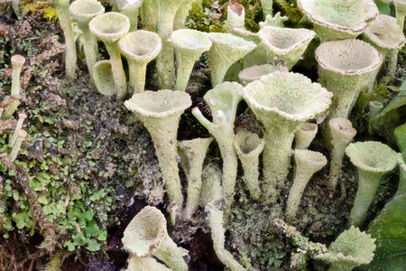 Close up of the trumpet lichen Cladonia fimbriata between stone flowers and moss on a rockの写真素材