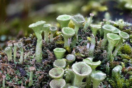Close up of the trumpet lichen Cladonia fimbriata between stone flowers and moss on a rockの写真素材