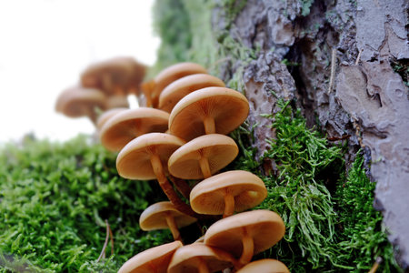 Collection of little yellow mica-sparrow mushroom on a tree stump with mossの写真素材