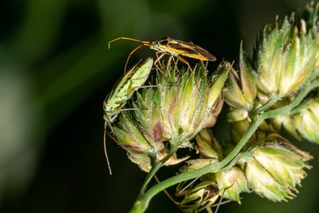 Image of two green bugs mating on green plant leaves. Insect Animalの写真素材