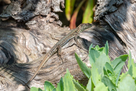A lizard sitting on a piece of wood in the shade of a tree.の写真素材