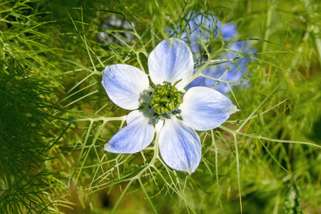 Nigella damascena, also known as blue nigellaの写真素材