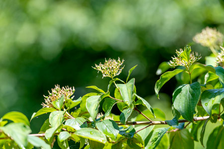 Detail shot of Red Dogwood - Cornus sanguinea flowers against blurred green backgroundの写真素材