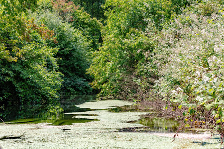 A view of a small pond in the middle of a forest.の写真素材