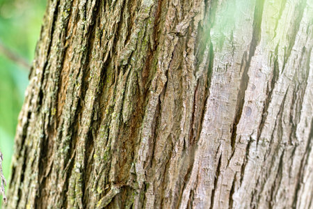 Bark of tree in the forest close up. Nature background.の写真素材