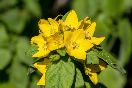 Close up of yellow loosestrife (Lysimachia punctata) flowers against a green backgroundの写真素材