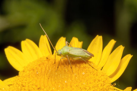 two spotted grass bug sits on a yellow flower against a blurred backgroundの写真素材