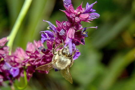 honey bee collecting pollen on purple salvia flowers, close upの写真素材