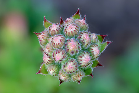 A closeup shot of the flower buds of a succulent plant common houseleekの写真素材