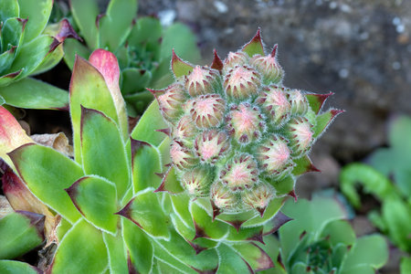 A closeup shot of the flower buds of a succulent plant common houseleekの写真素材