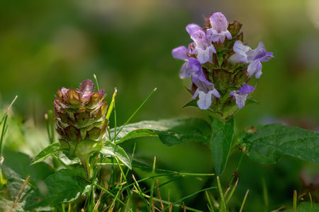 heal flower flowers in bloom in the meadowの写真素材