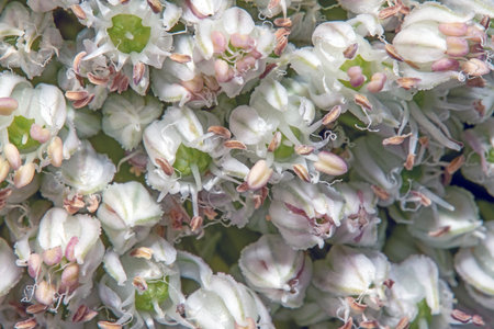 Close up of the white flowers of a hydrangea.の写真素材
