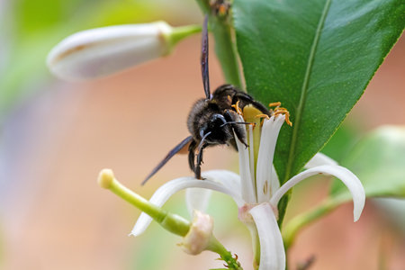 Frontal view of a carpenter bee on a white lemon flowerの写真素材