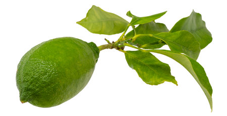 Lemon on a branch with leaves isolated on a white background.の写真素材