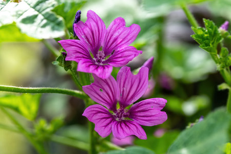 Purple flowers of common mallow, Malva sylvestrisの写真素材