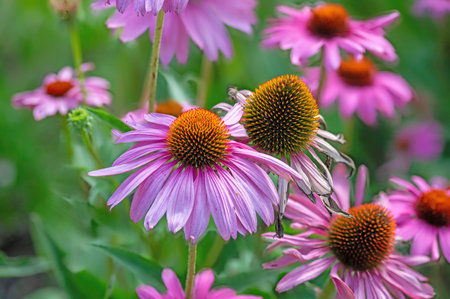 Echinacea purpurea purple coneflower during the summer months.Pink echinacea flowers bloom in the garden on the sunny day.の写真素材