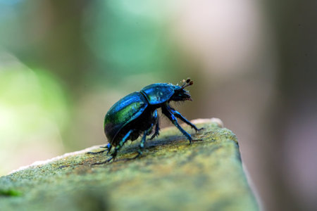 Black Anoplotrupes stercorosus Beetle on a rock in the forest. Macro photography.の写真素材