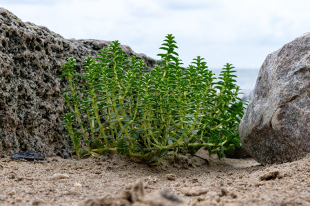 Bush of saltwort between rocks in the sand on the Baltic Sea coastの写真素材
