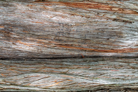 Close up of a bald cypress tree bark with deep cracks