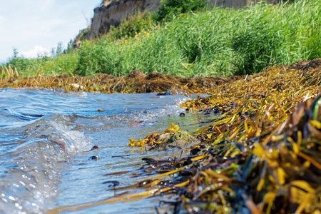 Waves on the seashore of the Baltic Sea with algae in summer