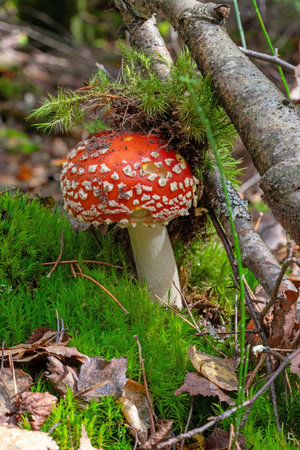 single fly agaric on the forest floor between green mossの写真素材