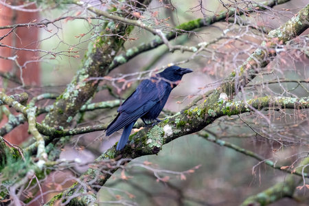 A black crow sits on a branch of a tree in the forest.の写真素材
