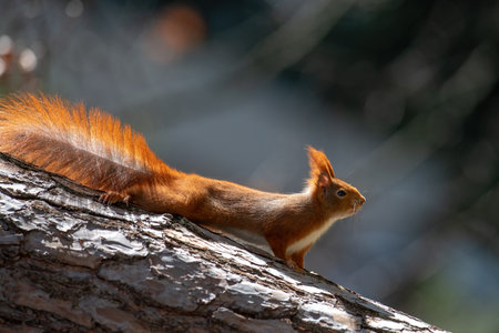 Red squirrel on a tree in the park. Shallow depth of field.の写真素材