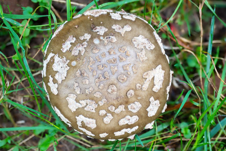 Detail shot of an older blusher mushroom, Amanita Rubescensの写真素材